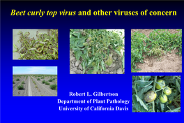 Beet Curly Top Virus and Other Viruses of Concern