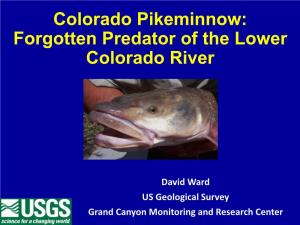 Colorado Pikeminnow: Forgotten Predator of the Lower Colorado River