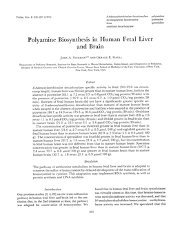 Polyamine Biosynthesis in Human Fetal Liver and Brain