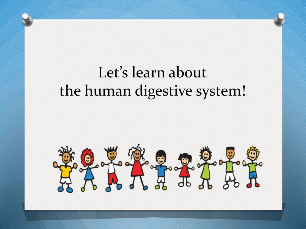 Let's Learn About the Human Digestive System!