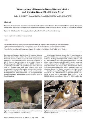 Observations of Mountain Weasel Mustela Altaica and Siberian Weasel M
