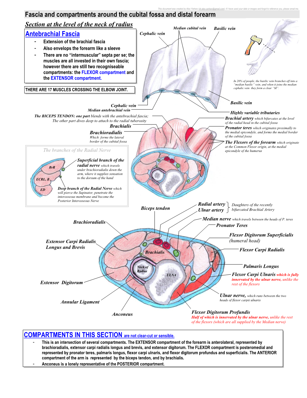 Fascia and Compartments Around the Cubital Fossa and Distal Forearm