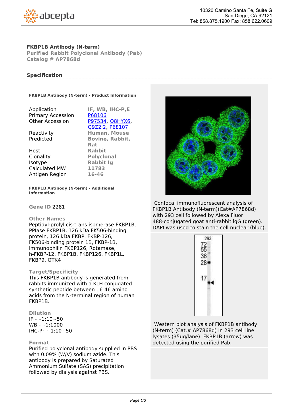 FKBP1B Antibody (N-Term) Purified Rabbit Polyclonal Antibody (Pab) Catalog # Ap7868d