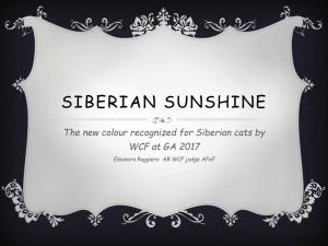 Siberian Sunshine