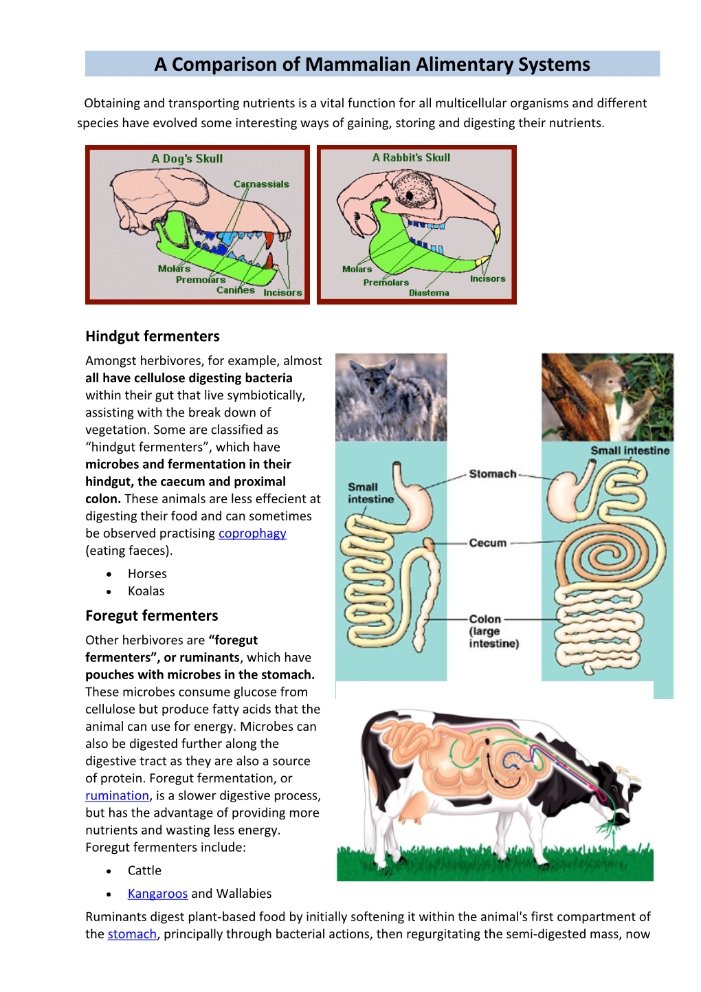 A Comparison of Mammalian Alimentary Systems