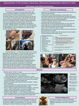 Reproduction in the Southern Tamandua (Tamandua Tetradactyla): Behavior to Birth