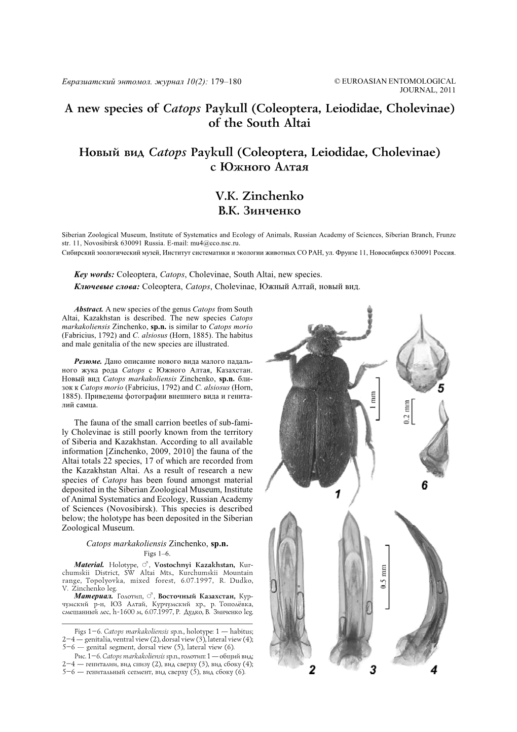A New Species of Catops Paykull (Coleoptera, Leiodidae, Cholevinae) of the South Altai