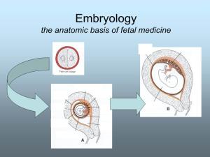 Embryology and Development