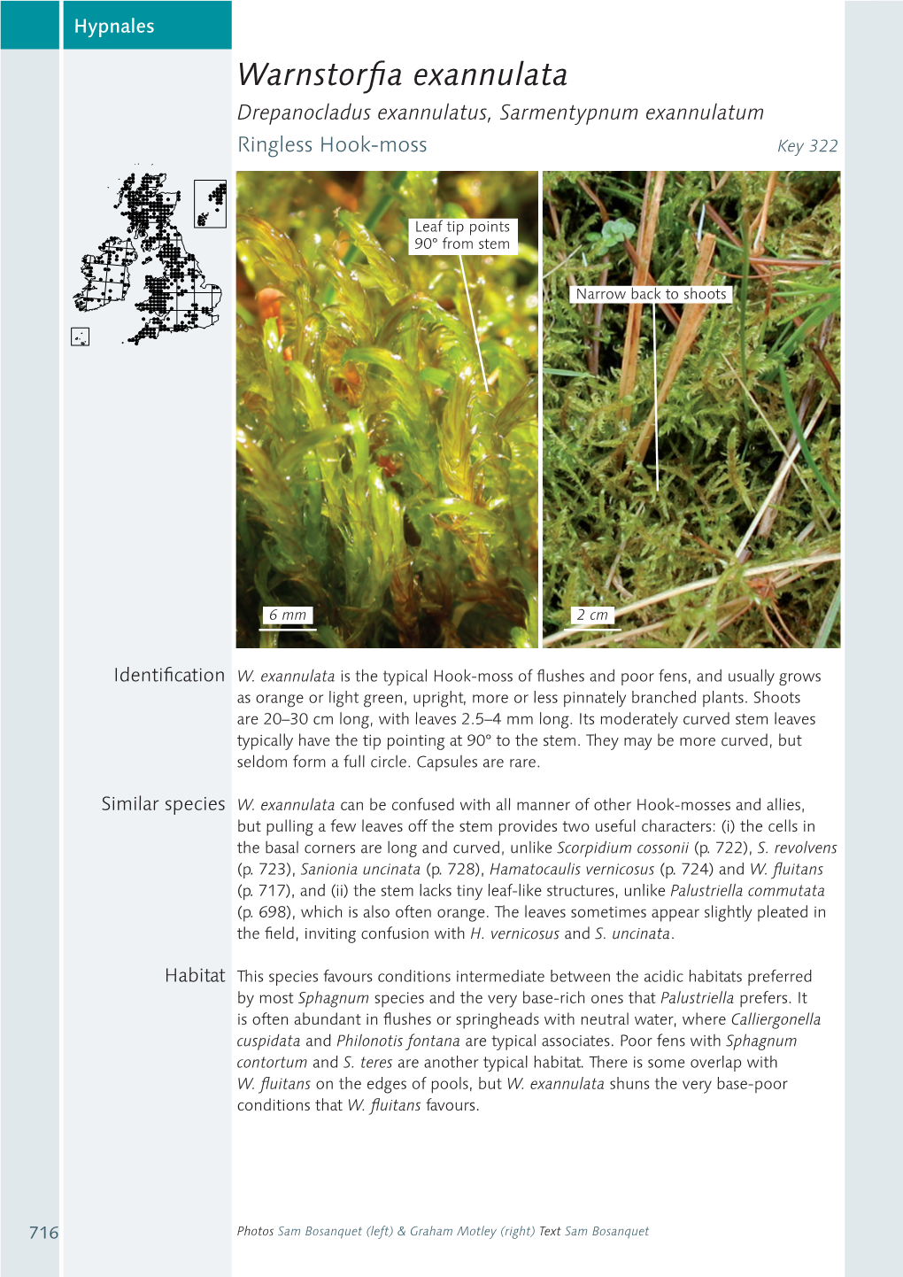 Warnstorfia Exannulata Drepanocladus Exannulatus, Sarmentypnum Exannulatum Ringless Hook-Moss Key 322