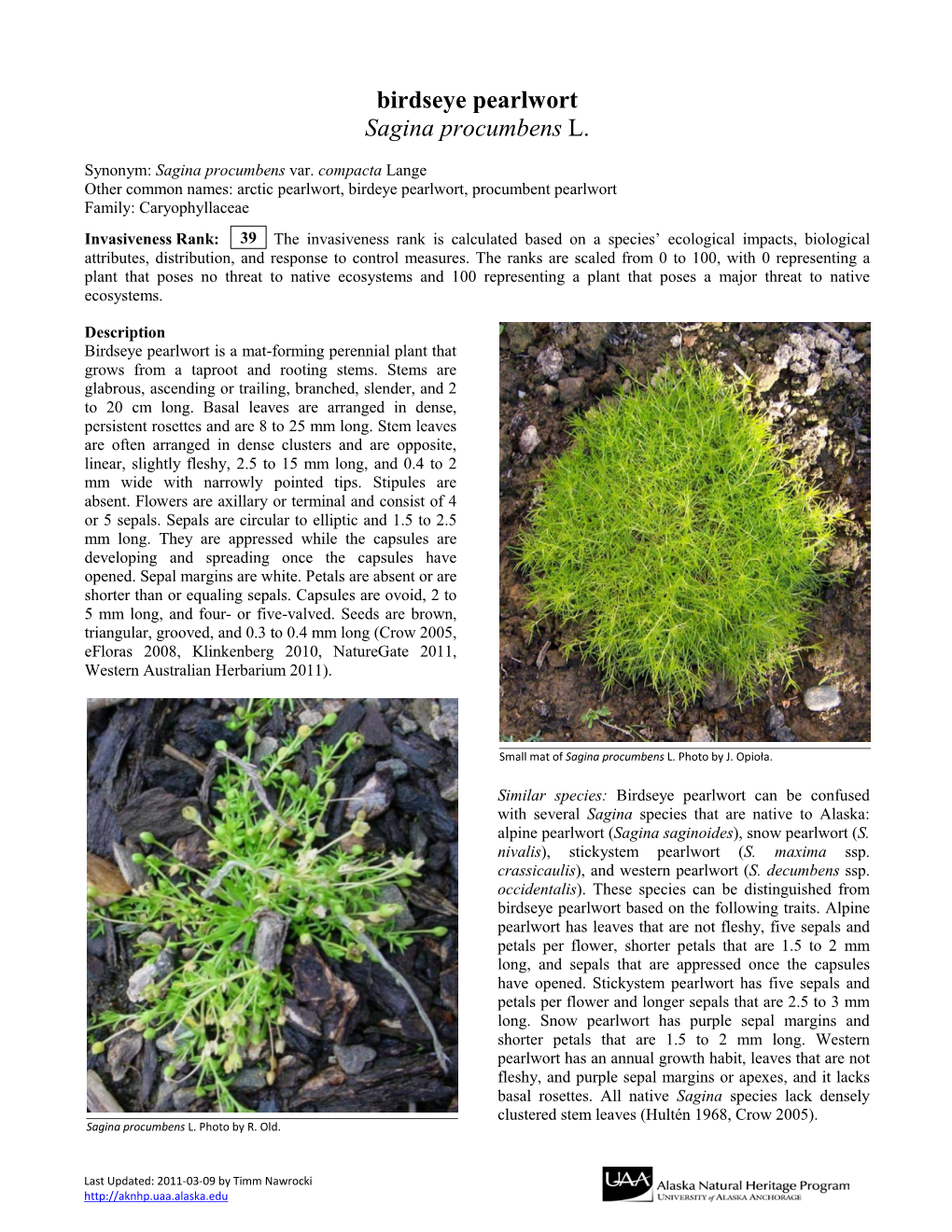 Birdseye Pearlwort Sagina Procumbens L