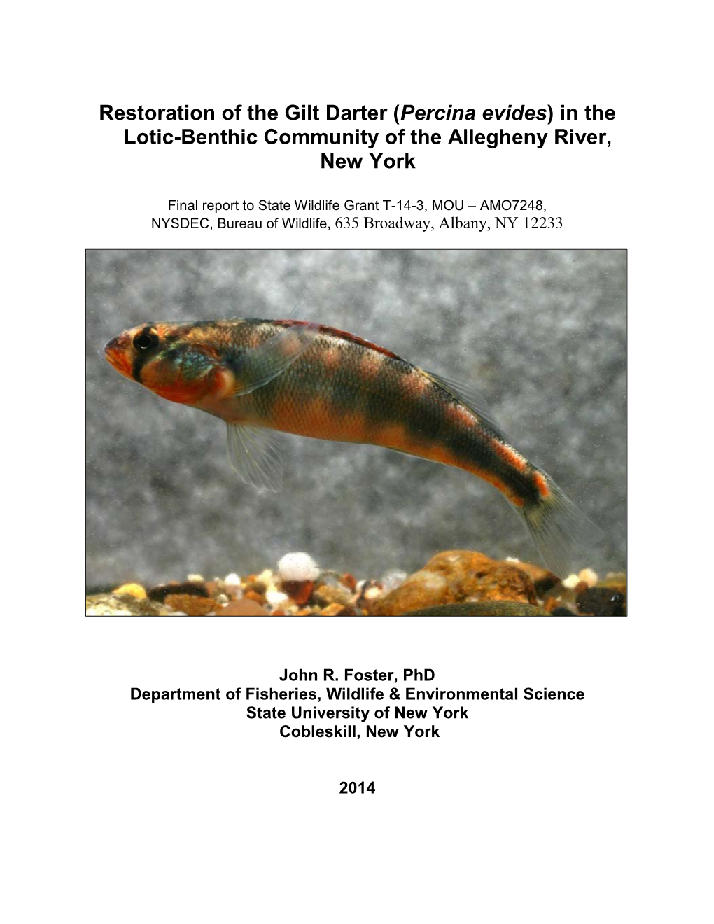 Restoration of the Gilt Darter (Percina Evides) in the Lotic-Benthic Community of the Allegheny River, New York