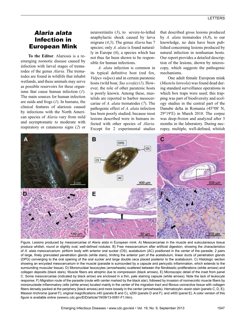 Alaria Alata Infection in European Mink