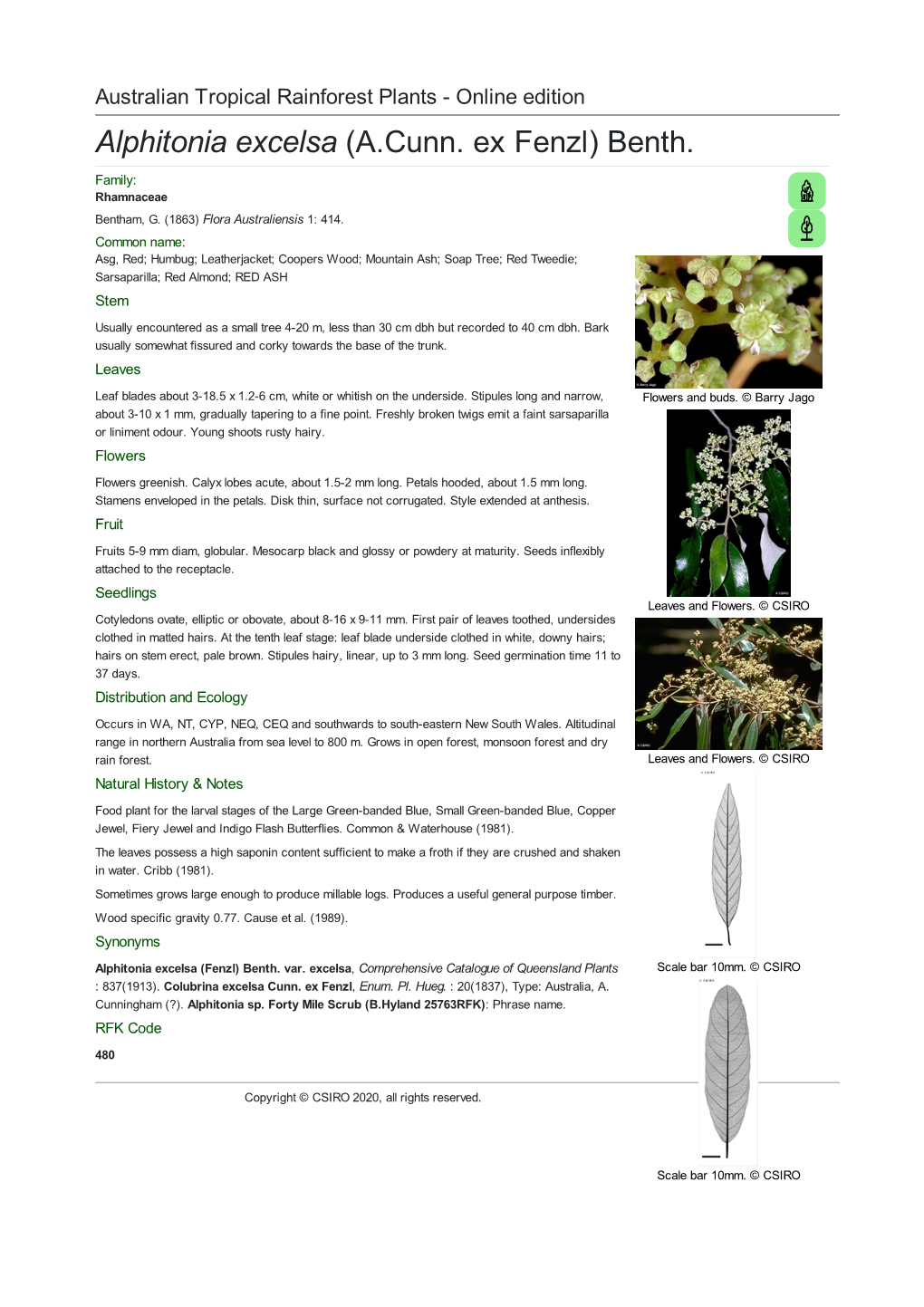 Alphitonia Excelsa (A.Cunn. Ex Fenzl) Benth. Family: Rhamnaceae Bentham, G