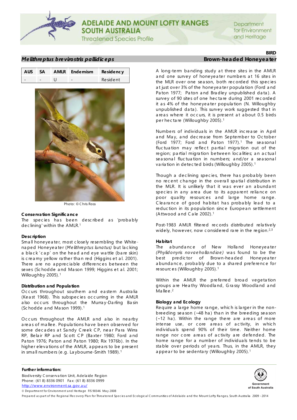 Melithreptus Brevirostris Pallidiceps Brown-Headed Honeyeater