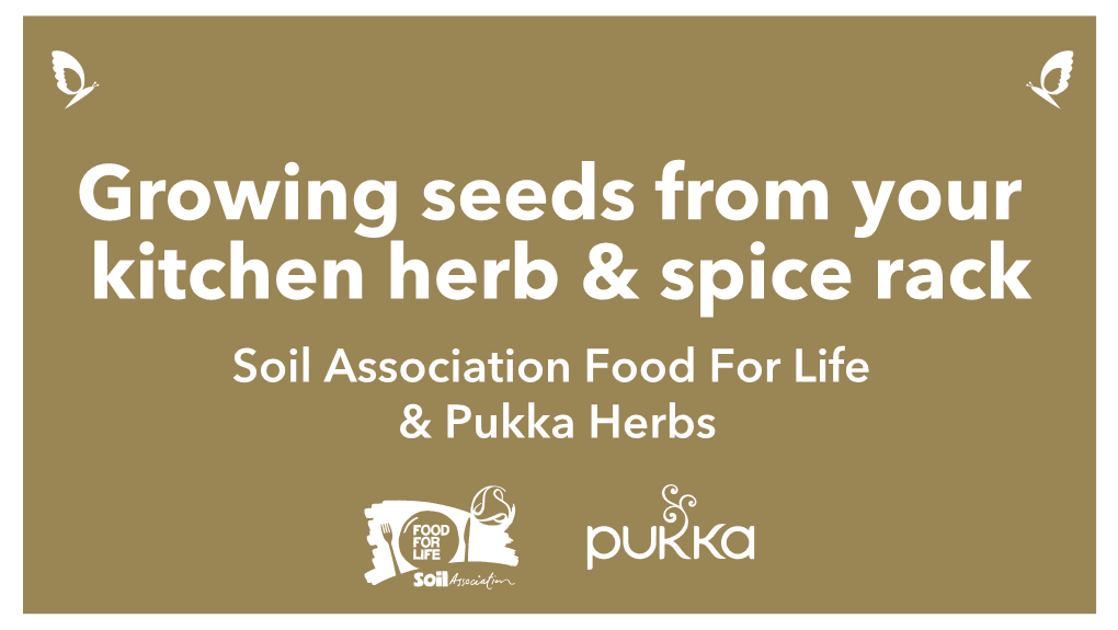 Growing Seeds from Your Kitchen Herb & Spice Rack