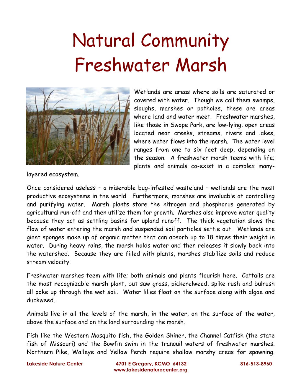 Freshwater Marsh