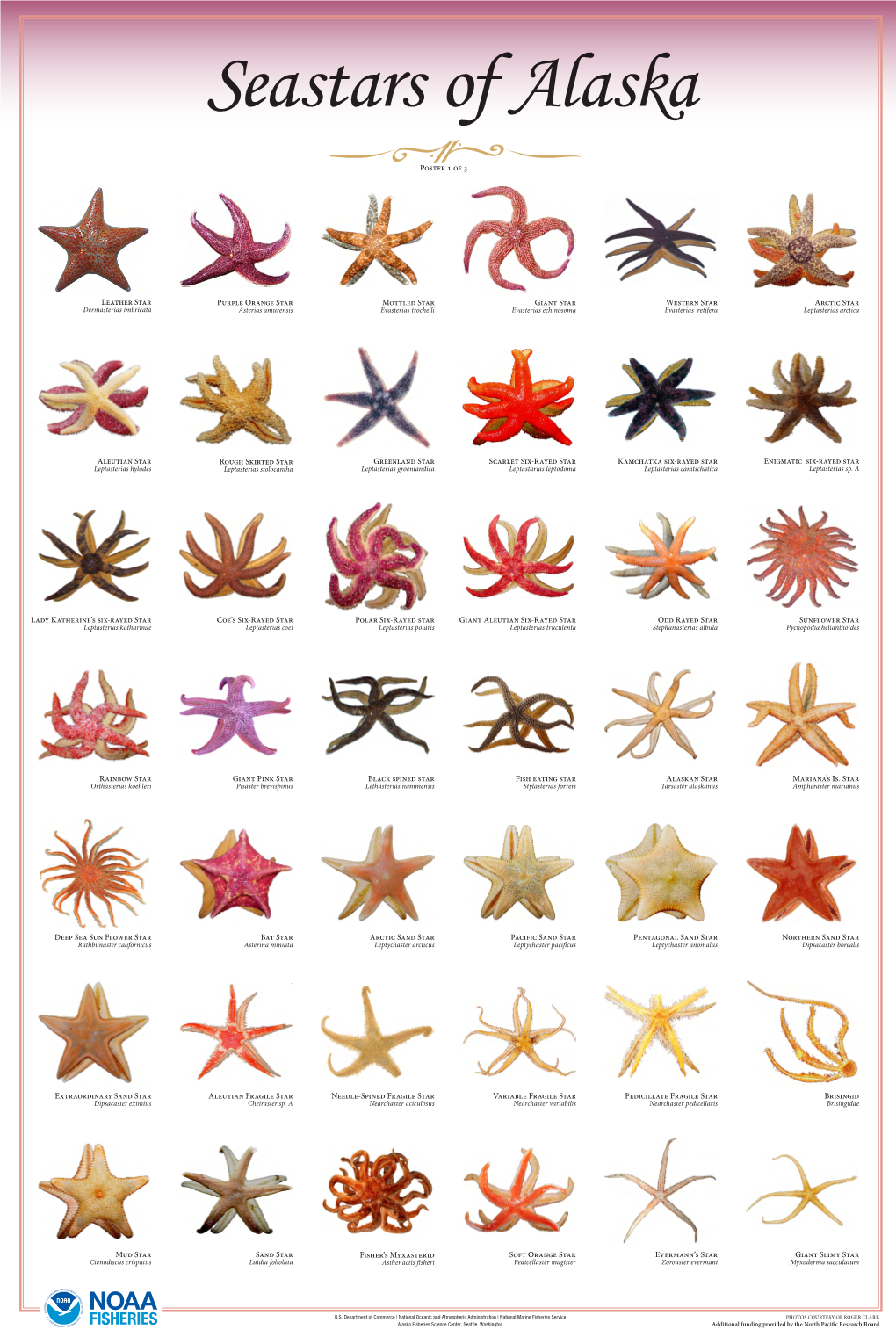 Seastars of Alaska