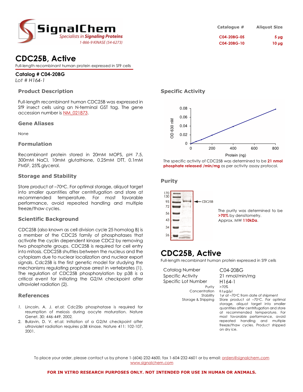 CDC25B, Active Full-Length Recombinant Human Protein Expressed in Sf9 Cells