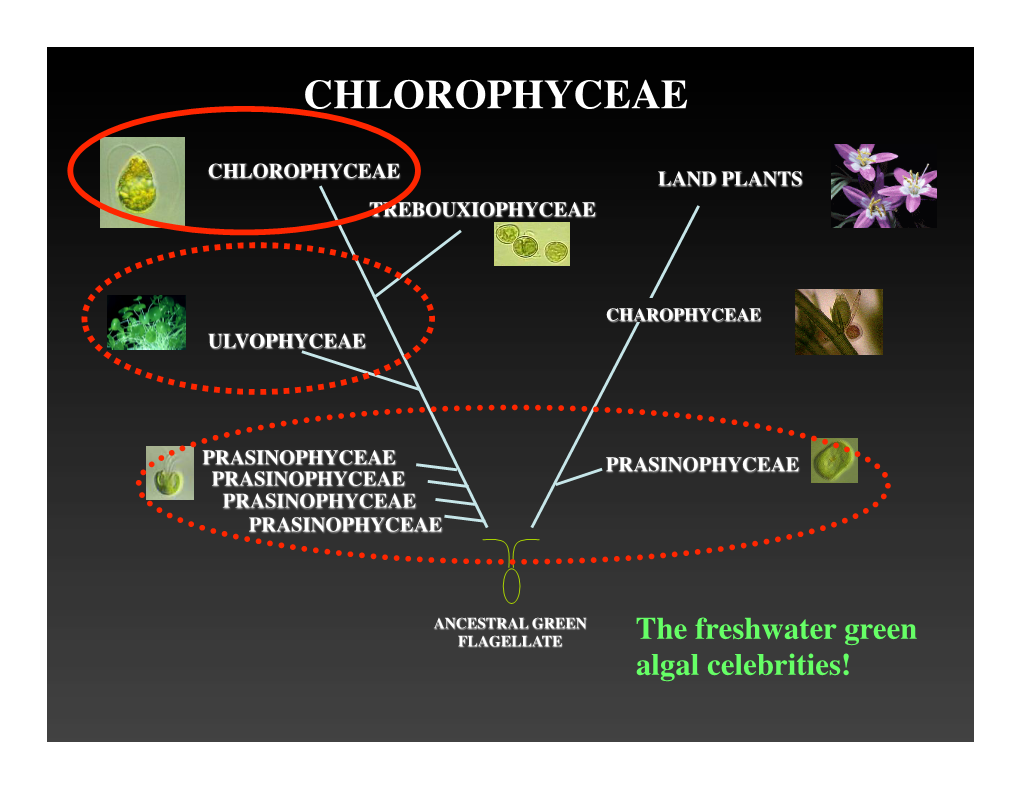 Chlorophyceae!