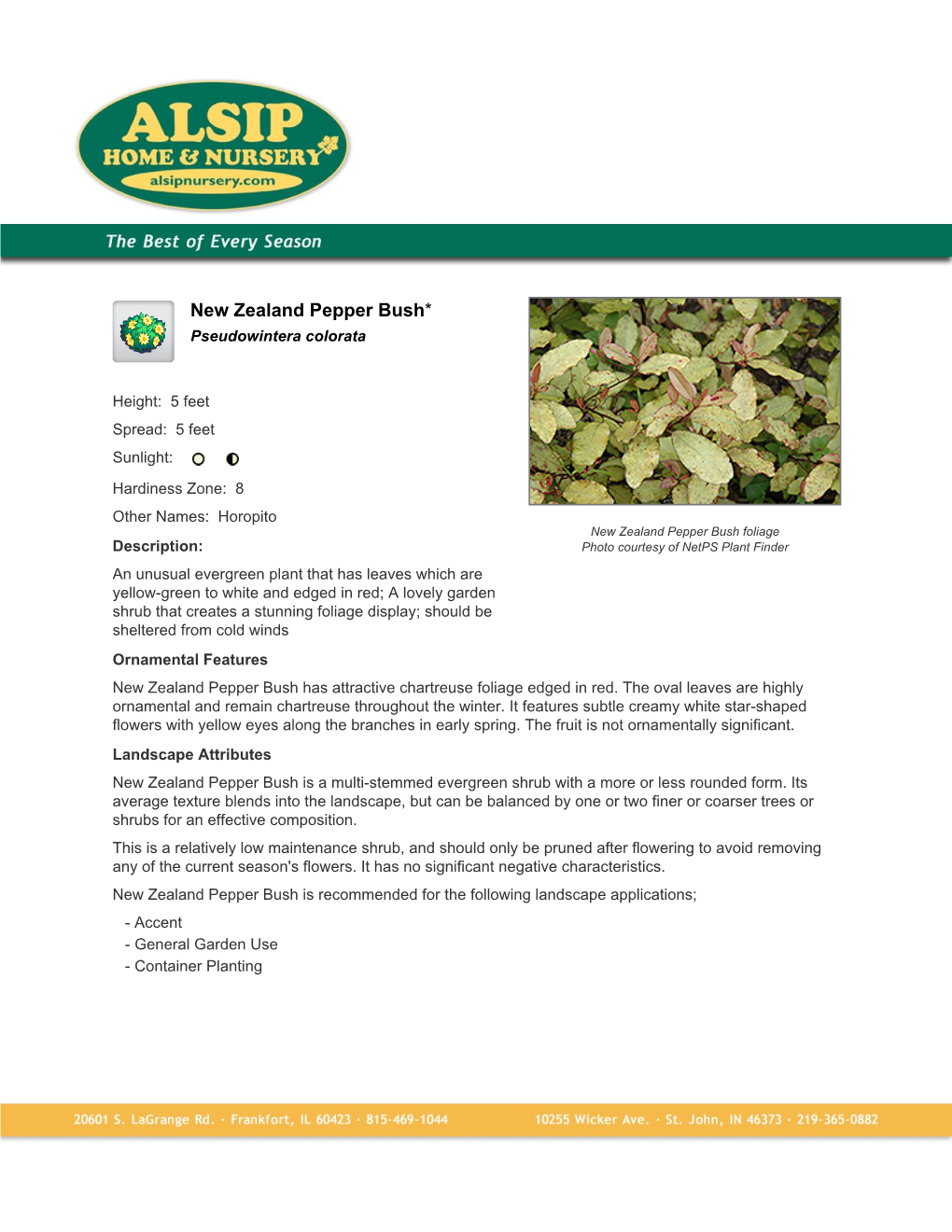 Alsip Home and Nursery New Zealand Pepper Bush