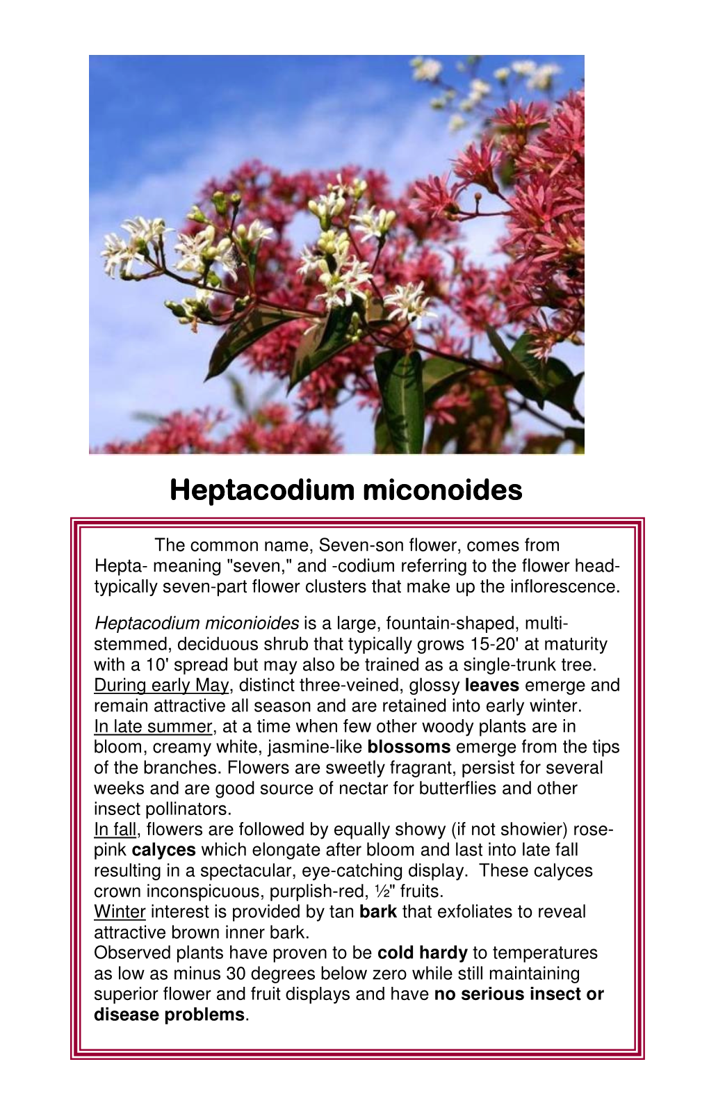 Heptacodium Miconoides