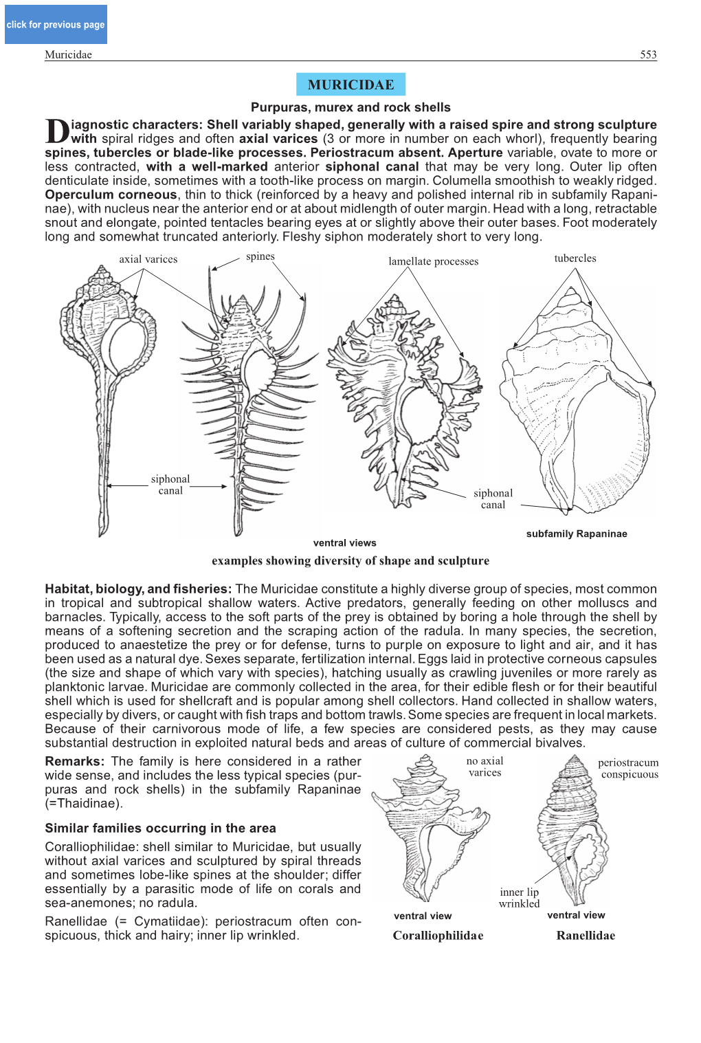 MURICIDAE Purpuras, Murex and Rock Shells CLICK FOR