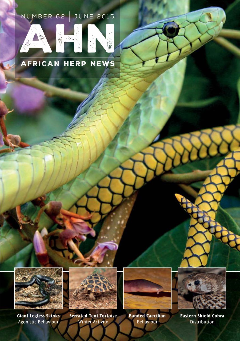 AFRICAN HERP NEWS Number 62 | June 2015