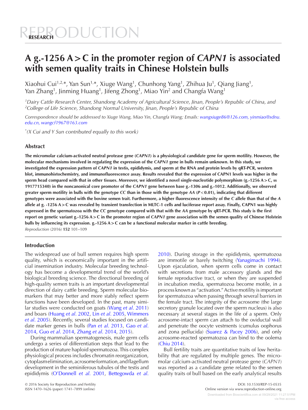 1256 A&gt;C in the Promoter Region of CAPN1 Is