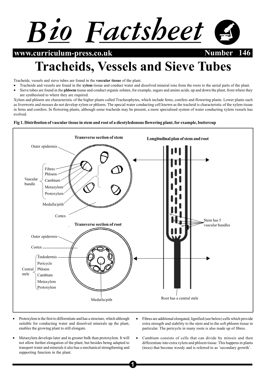 Tracheids, Vessels and Sieve Tubes