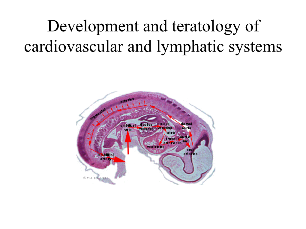 Development and Teratology of Cardiovascular and Lymphatic Systems