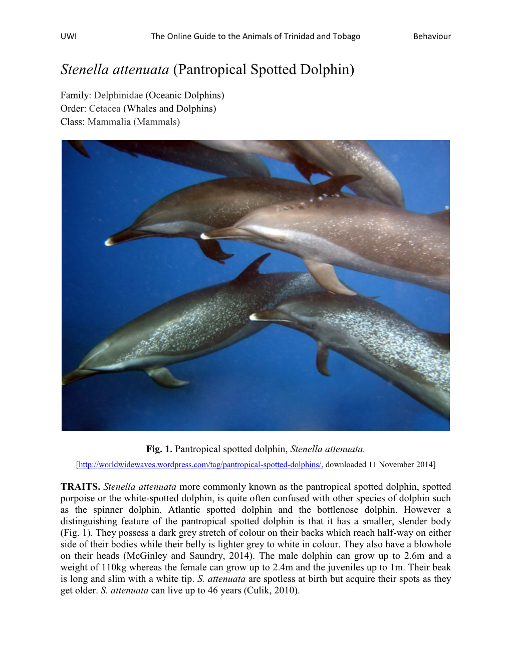 Stenella Attenuata (Pantropical Spotted Dolphin)