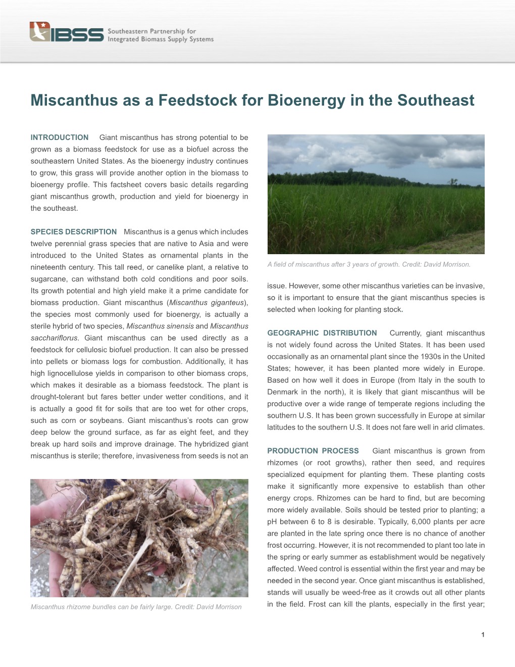 Miscanthus As a Feedstock for Bioenergy in the Southeast