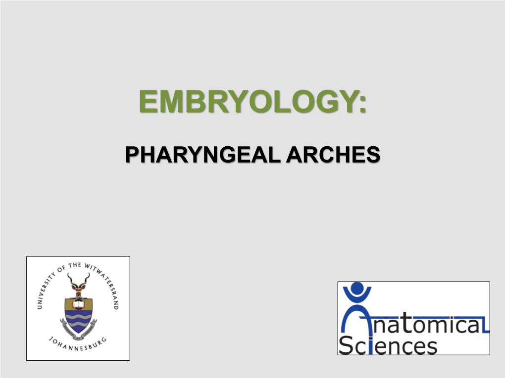 This Diagram Shows the Development of Pharyngeal Arches