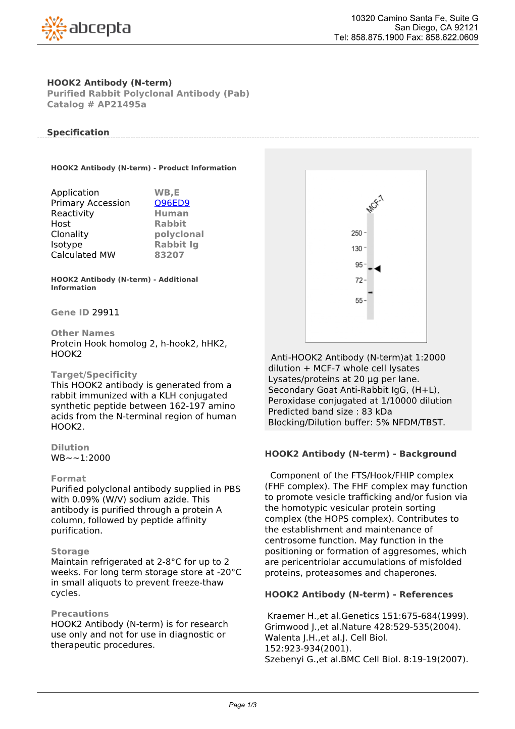 HOOK2 Antibody (N-Term) Purified Rabbit Polyclonal Antibody (Pab) Catalog # Ap21495a