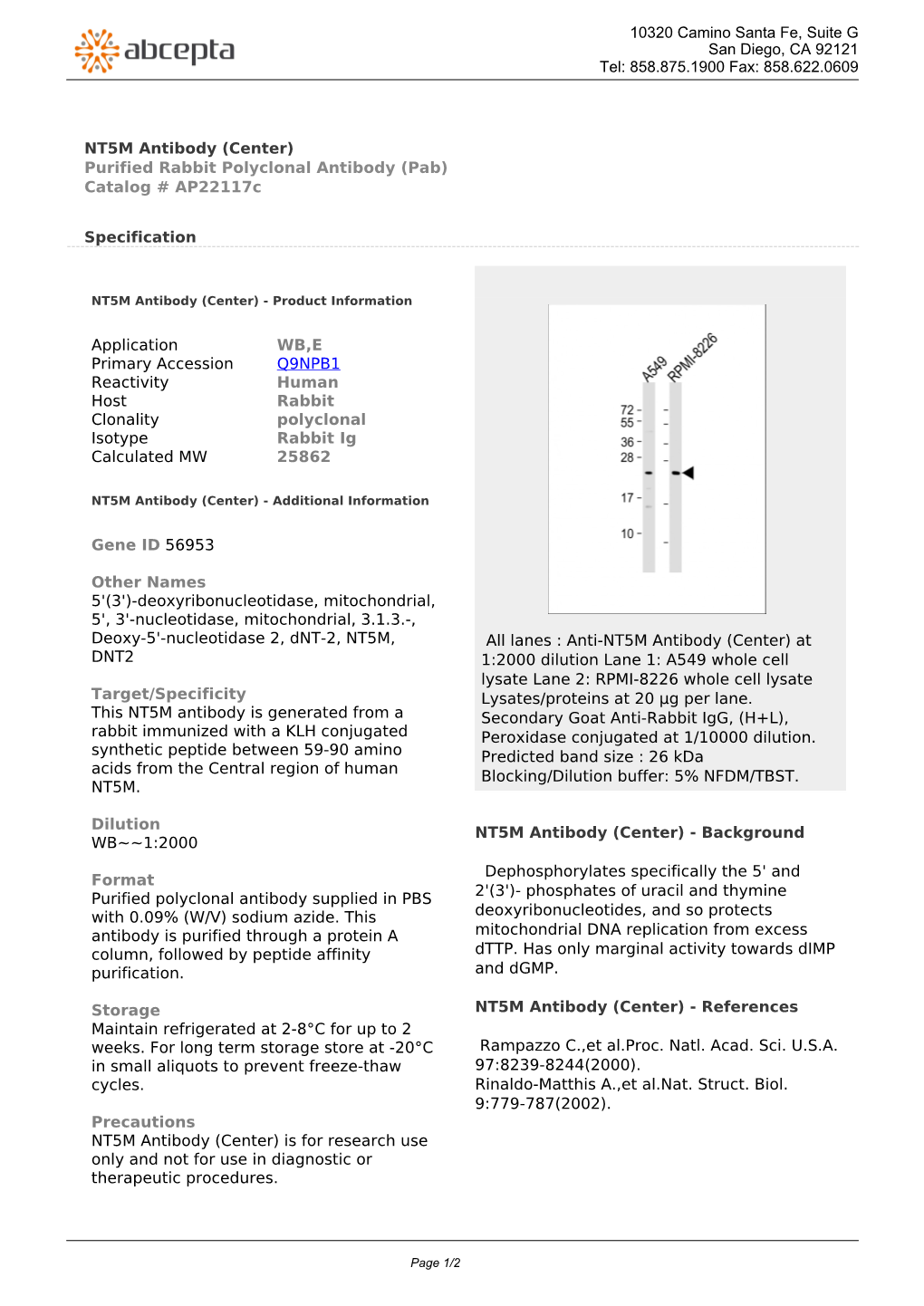 NT5M Antibody (Center) Purified Rabbit Polyclonal Antibody (Pab) Catalog # Ap22117c