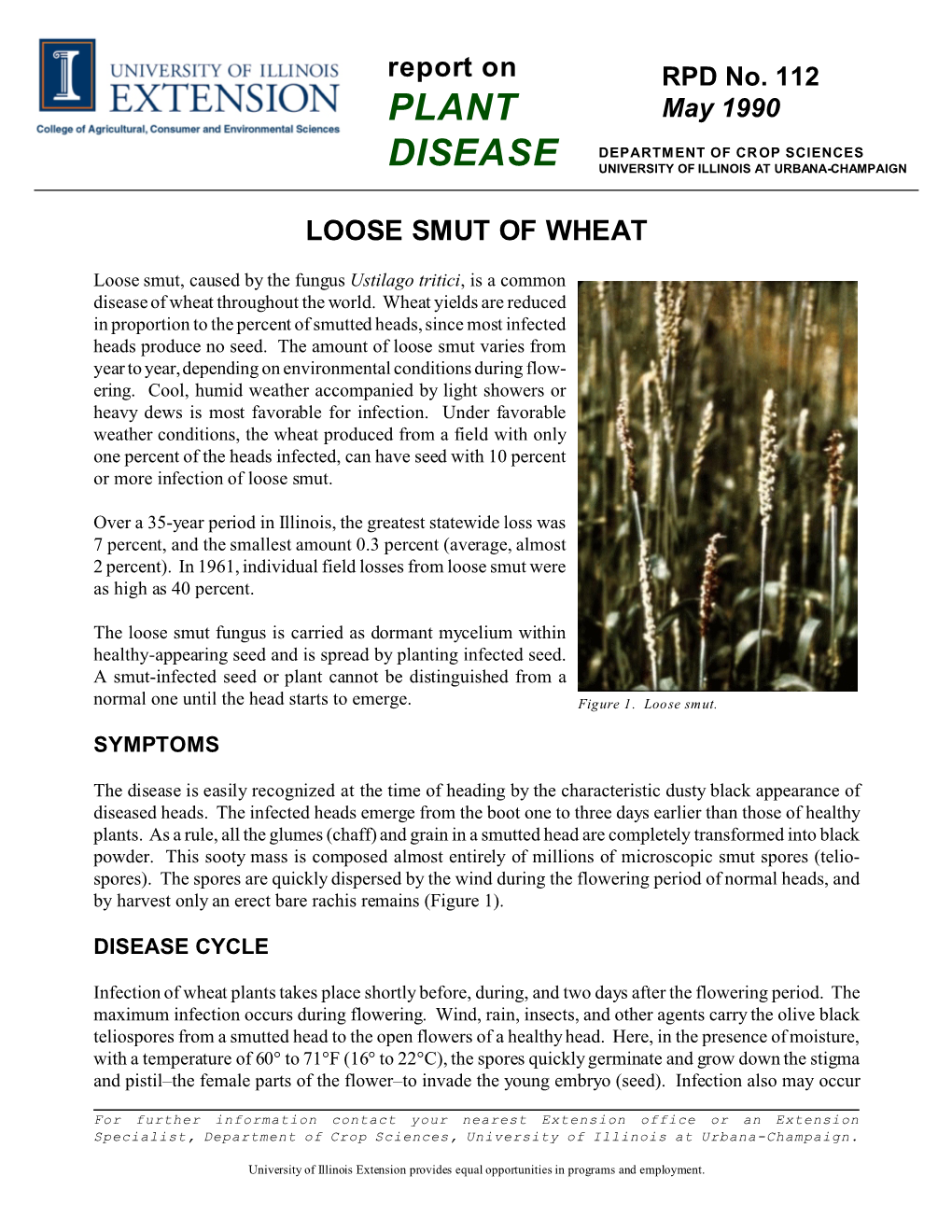 Loose Smut of Wheat