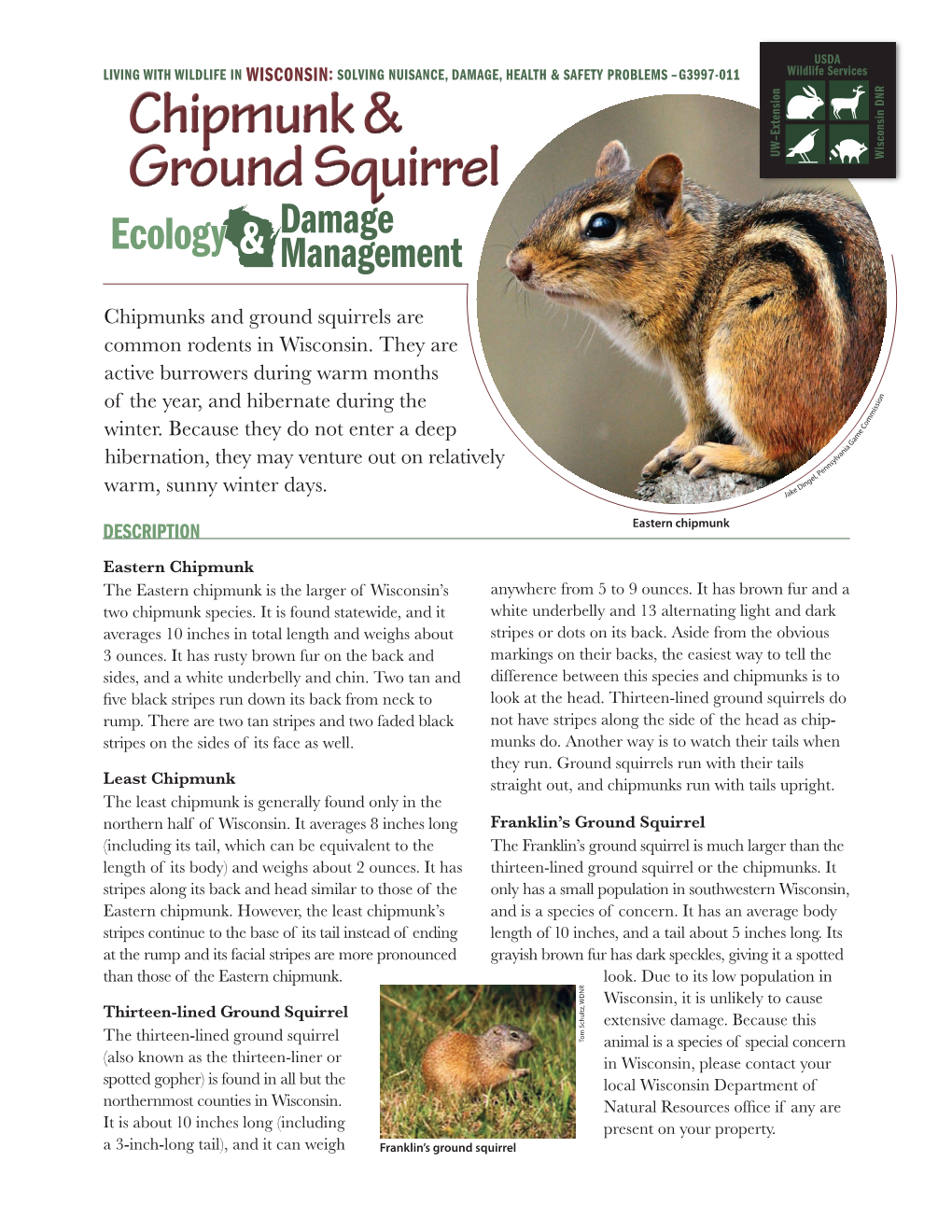 Chipmunk & Ground Squirrel