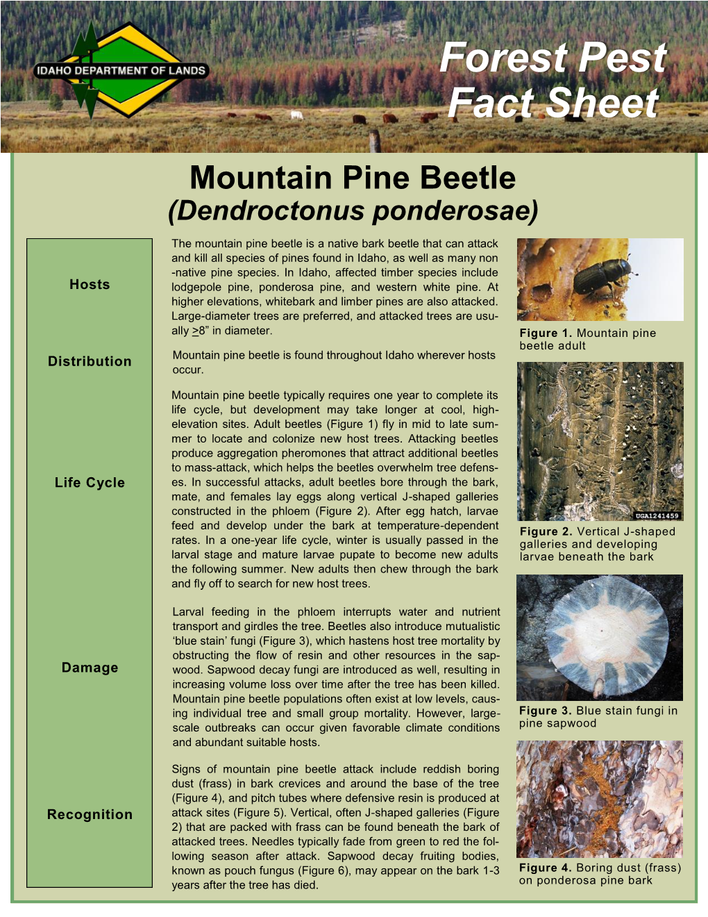 Forest Pest Fact Sheet