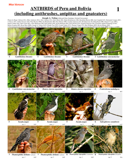ANTBIRDS of Peru and Bolivia 1 (Including Antthrushes, Antpittas and Gnateaters)