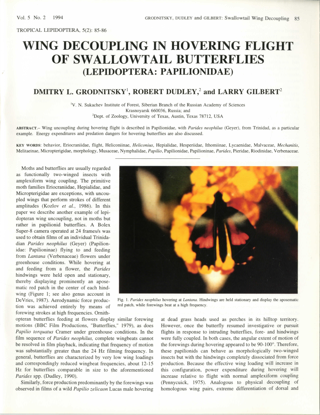 Wing Decoupling in Hovering Flight of Swallowtail Butterflies (Lepidoptera: Papilionidae)