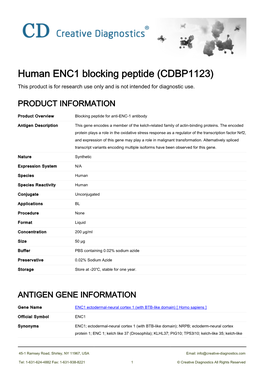 Human ENC1 Blocking Peptide (CDBP1123) This Product Is for Research Use Only and Is Not Intended for Diagnostic Use