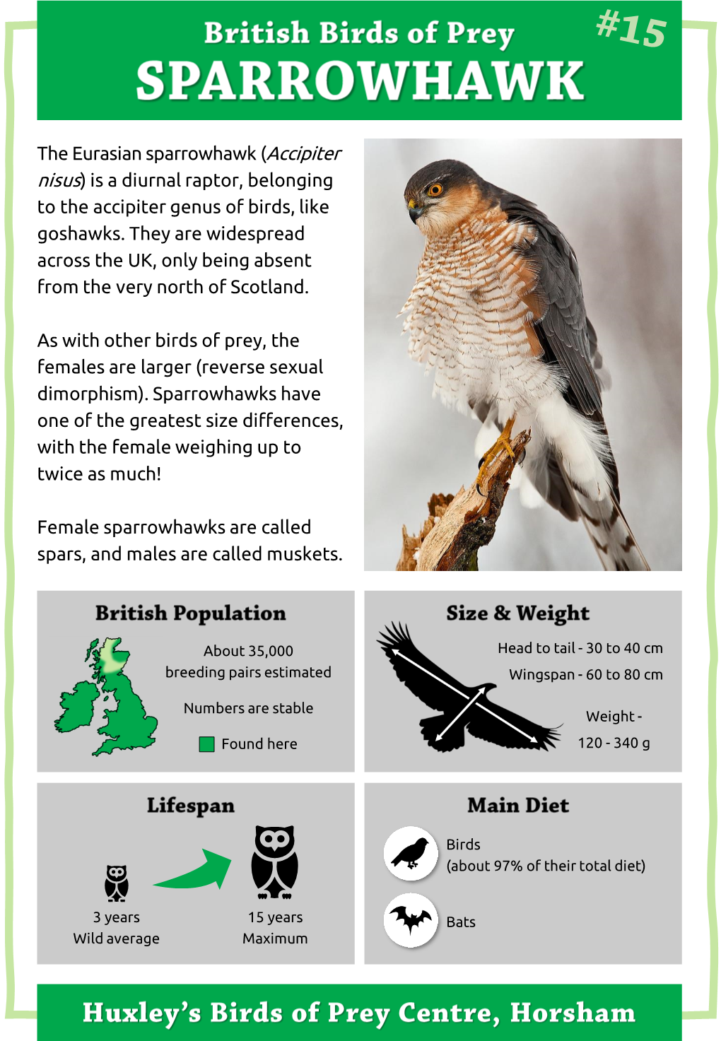 The Eurasian Sparrowhawk (Accipiter Nisus) Is a Diurnal Raptor, Belonging to the Accipiter Genus of Birds, Like Goshawks