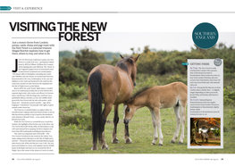 Visiting the New Forest
