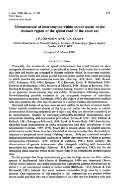 Ultrastructure of Interneurons Within Motor Nuclei of the Thoracic Region of the Spinal Cord of the Adult Cat