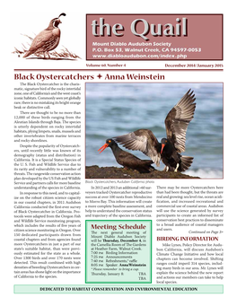 Black Oystercatchers Anna Weinstein
