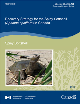 Spiny Softshell (Apalone Spinifera) in Canada