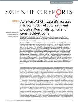 Ablation of EYS in Zebrafish Causes Mislocalisation of Outer Segment