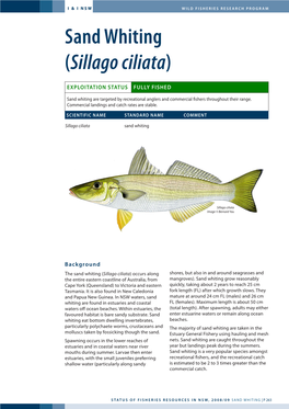 Sand Whiting (Sillago Ciliata)