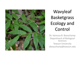 Wavyleaf Basketgrass Ecology and Control Dr