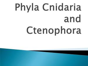 Phyla Cnidaria and Ctenophora